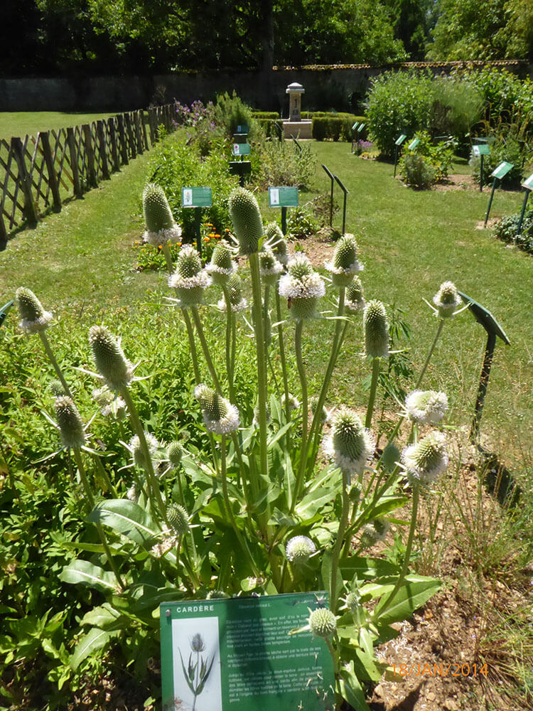 Rendez-Vous aux Jardins « Balade botanique et littéraire » – 15h